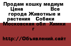 Продам кошку медиум › Цена ­ 6 000 000 - Все города Животные и растения » Собаки   . Московская обл.,Химки г.